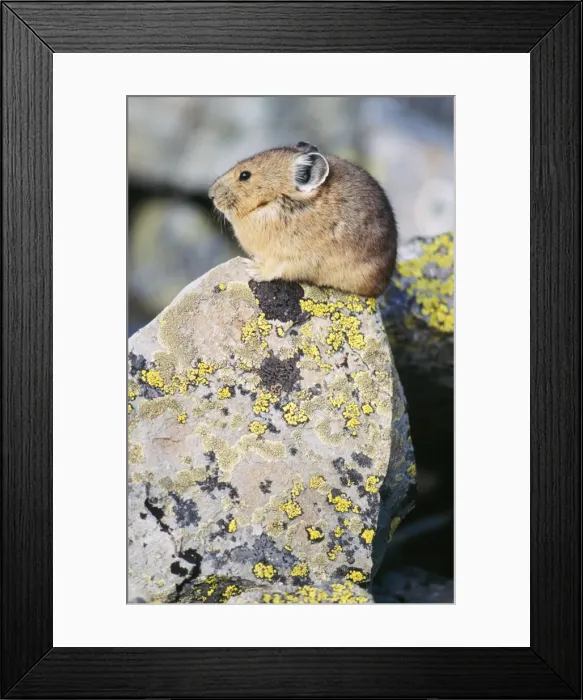 Framed Print : Pika / Cony - On rock Talus Slope near Timberline, Colorado, USA Framed Print : Pika / Cony - On rock Talus Slope near Timberline, Colorado, USA