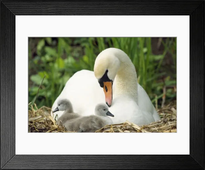 Framed Print : Mute Swan - mother & cygnets on nest UK Framed Print : Mute Swan - mother & cygnets on nest UK