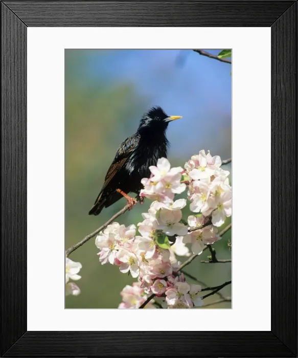 Framed Print : Starling - on blossom branch UK Framed Print : Starling - on blossom branch UK
