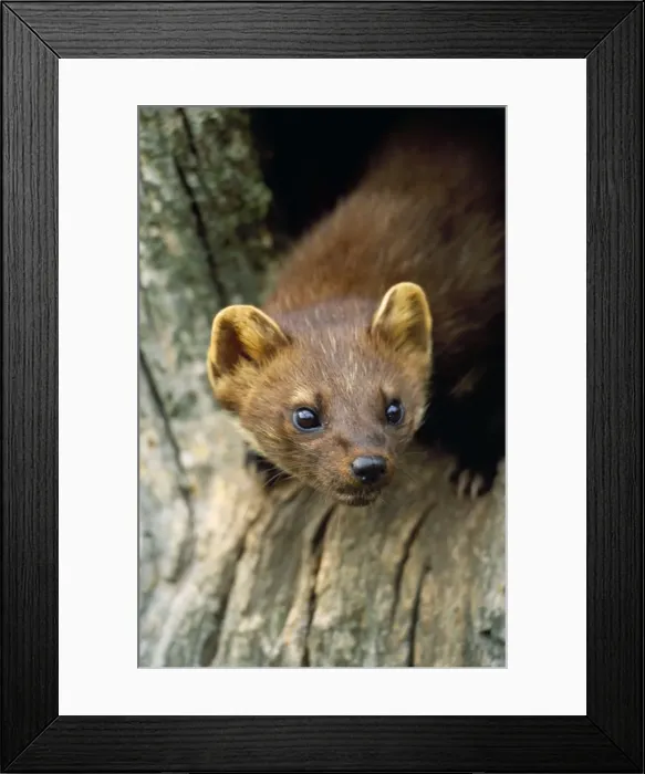 Framed Print : Pine Martin UK Framed Print : Pine Martin UK