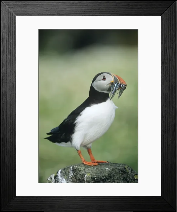 Framed Print : Puffin - with Sand Eels in beak UK Framed Print : Puffin - with Sand Eels in beak UK