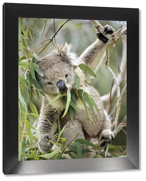 Koala Eating Gum leaves, Australia