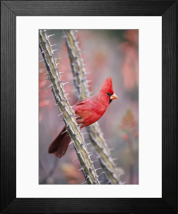 Framed Print : Norhtern Cardinal - Male Sonoran Desert, Arizona, USA Framed Print : Norhtern Cardinal - Male Sonoran Desert, Arizona, USA