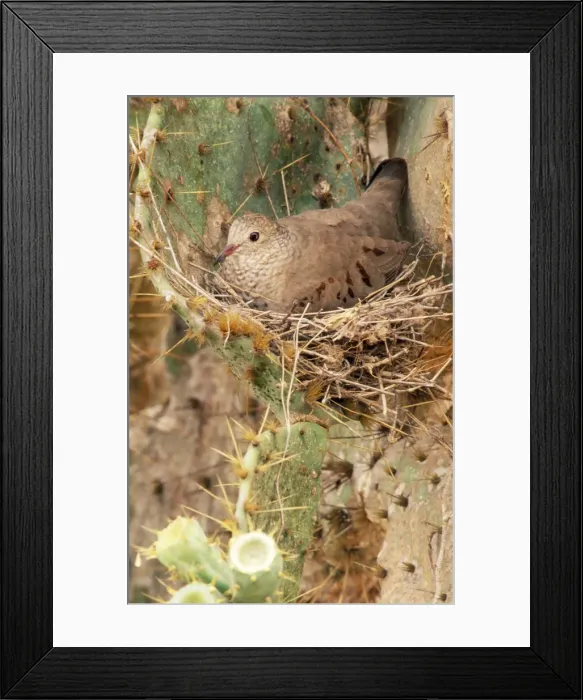 Framed Print : Common Ground Dove On nest in cactus, Texas, USA Framed Print : Common Ground Dove On nest in cactus, Texas, USA