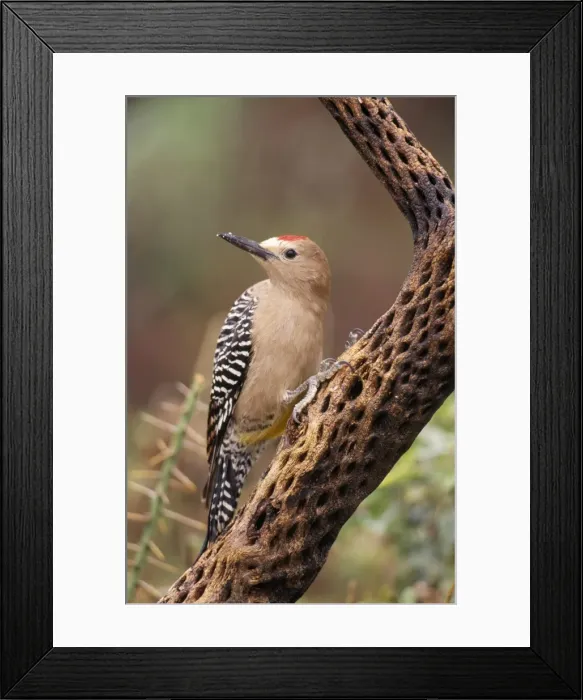Framed Print : Gila Woodpecker - On Cholla Cactus. Sonoran Desert, Arizona, USA Framed Print : Gila Woodpecker - On Cholla Cactus. Sonoran Desert, Arizona, USA