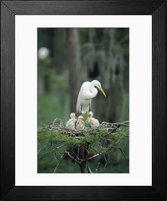 Framed Print : Great Egret - At nest with 3 chicks Louisiana, USA Framed Print : Great Egret - At nest with 3 chicks Louisiana, USA