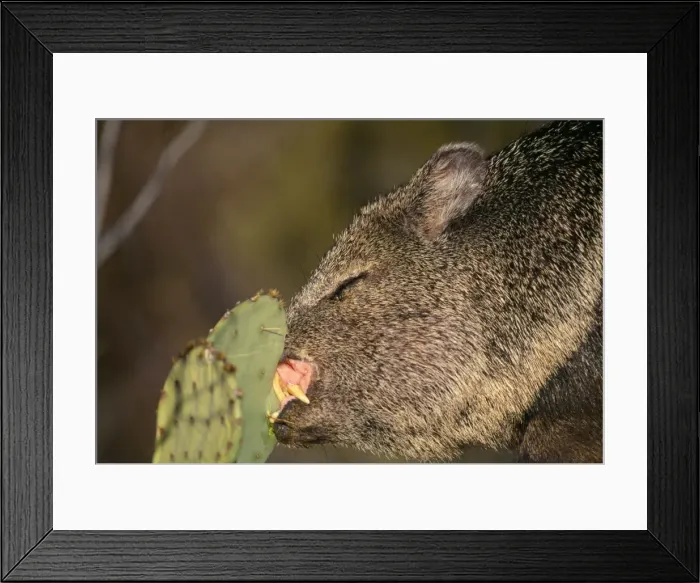 Framed Print : Collared / Javelina Peccary - Eating Prickly Pear Cactus, showing big incisor teeth Framed Print : Collared / Javelina Peccary - Eating Prickly Pear Cactus, showing big incisor teeth