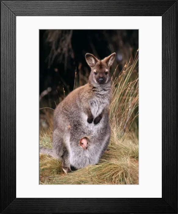 Framed Print : Bennet's / Red-necked Wallaby - Young baby in pouch. Tasmania, Australia Framed Print : Bennet's / Red-necked Wallaby - Young baby in pouch. Tasmania, Australia