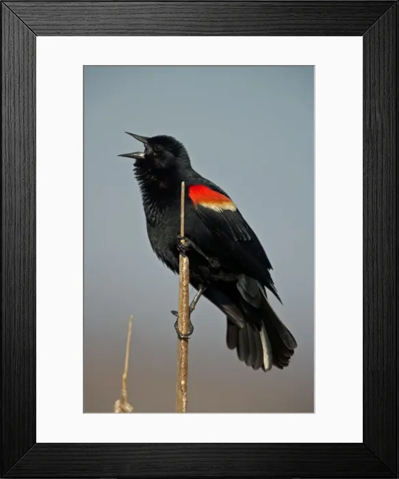 Framed Print : Red-winged Blackbird - Male with mouth open perched on reed. Male courtship display-Abundant in marshes and fields-Occurs throughout U. S. and much of Canada Framed Print : Red-winged Blackbird - Male with mouth open perched on reed. Male courtship display-Abundant in marshes and fields-Occurs throughout U. S. and much of Canada