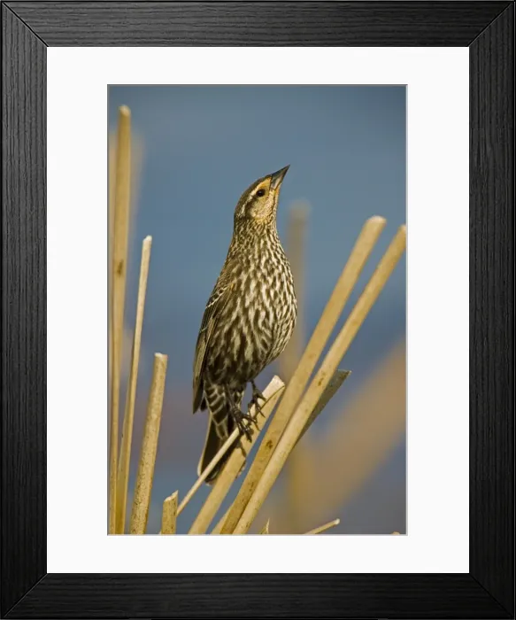 Framed Print : Red-winged Blackbird - Female perched on reed. Abundant in marshes and fields-Occurs throughout U. S. and much of Canada and Mexico-Forms immense flocks in winter-Males establish territories in marshes in spring Framed Print : Red-winged Blackbird - Female perched on reed. Abundant in marshes and fields-Occurs throughout U. S. and much of Canada and Mexico-Forms immense flocks in winter-Males establish territories in marshes in spring