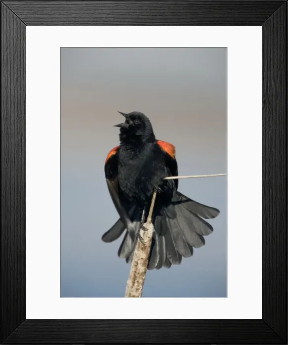 Framed Print : Red-winged Blackbird - Male courtship display-Abundant in marshes and fields-Occurs throughout U. S. and much of Canada and Mexico-Forms immense flocks in winter-Males establish territories in marshes in spring Framed Print : Red-winged Blackbird - Male courtship display-Abundant in marshes and fields-Occurs throughout U. S. and much of Canada and Mexico-Forms immense flocks in winter-Males establish territories in marshes in spring
