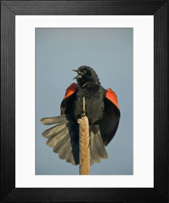 Framed Print : Red-winged Blackbird - Male courtship display-Abundant in marshes and fields-Occurs throughout U. S. and much of Canada and Mexico-Forms immense flocks in winter-Males establish territories in marshes in spring Framed Print : Red-winged Blackbird - Male courtship display-Abundant in marshes and fields-Occurs throughout U. S. and much of Canada and Mexico-Forms immense flocks in winter-Males establish territories in marshes in spring