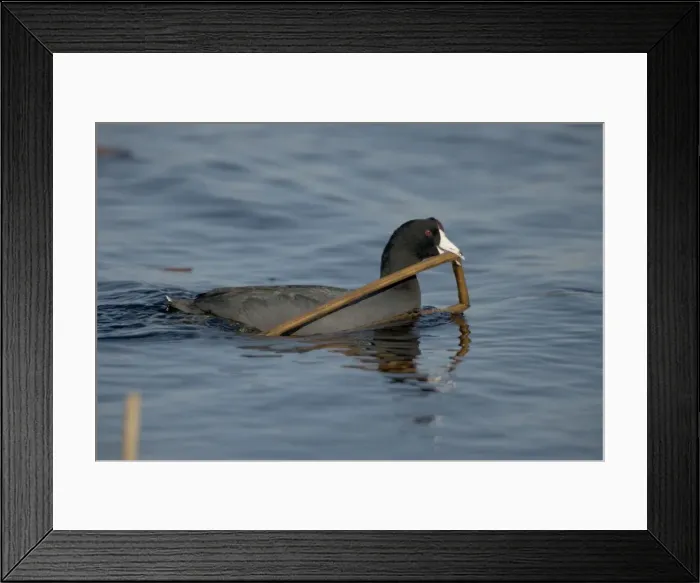 Framed Print : American Coot - Carrying material to construct nest-Common-In nesting season found on fresh water and in winter on both fresh and salt-Dark plumage contrasts with the stubby white bill Framed Print : American Coot - Carrying material to construct nest-Common-In nesting season found on fresh water and in winter on both fresh and salt-Dark plumage contrasts with the stubby white bill
