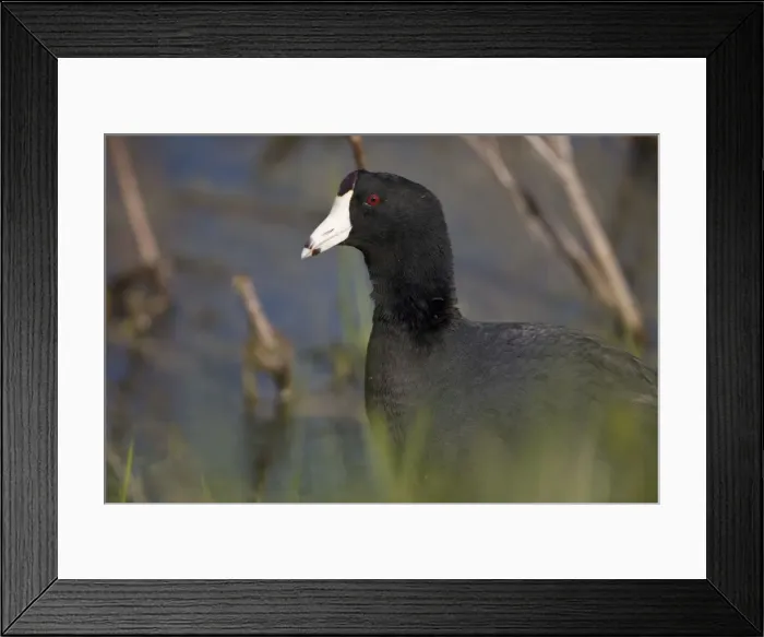 Framed Print : American Coot - Common-In nesting season found on fresh water and in winter on both fresh and salt-Dark plumage contrasts with the stubby white bill and the white marking underneath the short tail-Feeds on shore-on the surface of the water or under Framed Print : American Coot - Common-In nesting season found on fresh water and in winter on both fresh and salt-Dark plumage contrasts with the stubby white bill and the white marking underneath the short tail-Feeds on shore-on the surface of the water or under