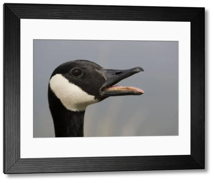 Framed Print : Canada Goose - With mouth open. The most common and best-known goose, identified by the black head and neck and broad white cheek-Breeds on lake shores and coastal marshes-Gathers in large flocks after the breeding season Framed Print : Canada Goose - With mouth open. The most common and best-known goose, identified by the black head and neck and broad white cheek-Breeds on lake shores and coastal marshes-Gathers in large flocks after the breeding season