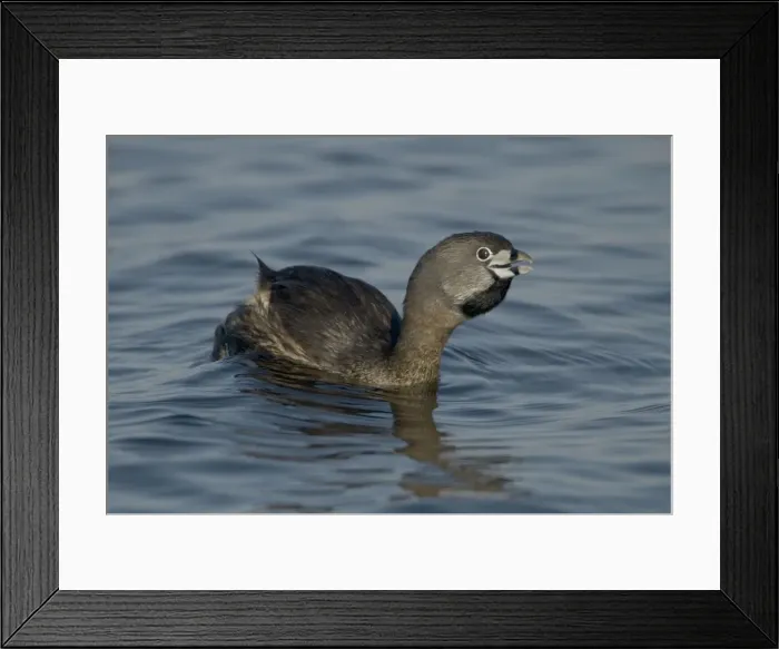 Framed Print : Pied-billed Grebe - Callling - Common in shallow fresh water-Rare in salt water-A small solitary stocky grebe with a high bill-Rarely flies-Escapes by diving or slowly sinking below the surface-Nests around marshy ponds Framed Print : Pied-billed Grebe - Callling - Common in shallow fresh water-Rare in salt water-A small solitary stocky grebe with a high bill-Rarely flies-Escapes by diving or slowly sinking below the surface-Nests around marshy ponds