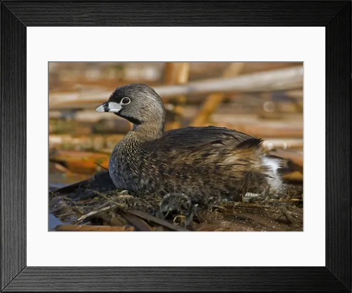 Framed Print : Pied-billed Grebe - On nest, common in shallow fresh water-Rare in salt water-A small solitary stocky grebe with a high bill-Rarely flies-Escapes by diving or slowly sinking below the surface-Nests around marshy ponds Framed Print : Pied-billed Grebe - On nest, common in shallow fresh water-Rare in salt water-A small solitary stocky grebe with a high bill-Rarely flies-Escapes by diving or slowly sinking below the surface-Nests around marshy ponds