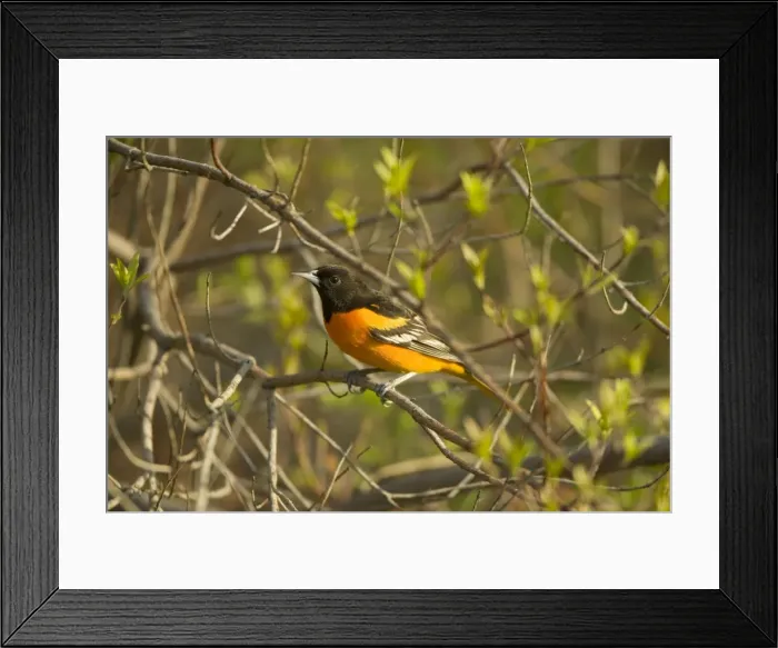 Framed Print : Northern Oriole - Perched on branch. Formerly considered two species-the Baltimore Oriole in the east and the Bullock's Oriole in the west-Adult male Baltimore'has black hood and upper back