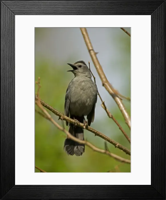 Framed Print : Gray Catbird- Calling-A mimic thrush (Family Mimidae) which are notable singers known for the rich variety and volume of their song-Feeds on insects-seeds Framed Print : Gray Catbird- Calling-A mimic thrush (Family Mimidae) which are notable singers known for the rich variety and volume of their song-Feeds on insects-seeds