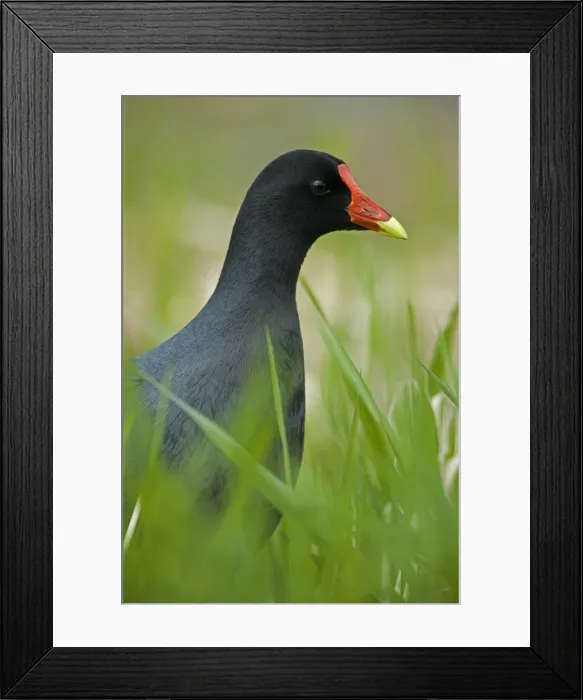 Framed Print : Common Moorhen Male-Common in fresh-water marshes and along the edges of lakes-Its resemblance to ducks is countered by the bright red frontal plate of the head Framed Print : Common Moorhen Male-Common in fresh-water marshes and along the edges of lakes-Its resemblance to ducks is countered by the bright red frontal plate of the head