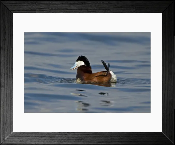 Framed Print : Ruddy Duck - Male doing a courtship display-one of the Stiff-Tailed Ducks (Tribe Oxyurini) who are small and stubby with a short thick neck-Common in summer on lakes and ponds with floating vegetation-In winter on estuaries-lakes Framed Print : Ruddy Duck - Male doing a courtship display-one of the Stiff-Tailed Ducks (Tribe Oxyurini) who are small and stubby with a short thick neck-Common in summer on lakes and ponds with floating vegetation-In winter on estuaries-lakes