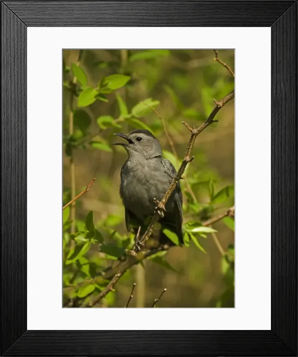 Framed Print : Gray Catbird - Calling. A mimic thrush (Family Mimidae) which are notable singers known for the rich variety and volume of their song-Feeds on insects-seeds Framed Print : Gray Catbird - Calling. A mimic thrush (Family Mimidae) which are notable singers known for the rich variety and volume of their song-Feeds on insects-seeds