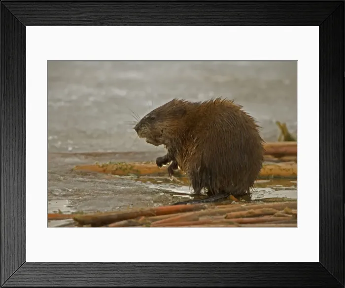 Framed Print : Muskrat -By water. Chiefly aquatic-lives in marshes, edges of ponds, lakes, and streams- moves overland, especially in autumn-feeds on aquatic vegetation, also clams, frogs, and fish on occasion-builds house in shallow water, also burrows in banks Framed Print : Muskrat -By water. Chiefly aquatic-lives in marshes, edges of ponds, lakes, and streams- moves overland, especially in autumn-feeds on aquatic vegetation, also clams, frogs, and fish on occasion-builds house in shallow water, also burrows in banks