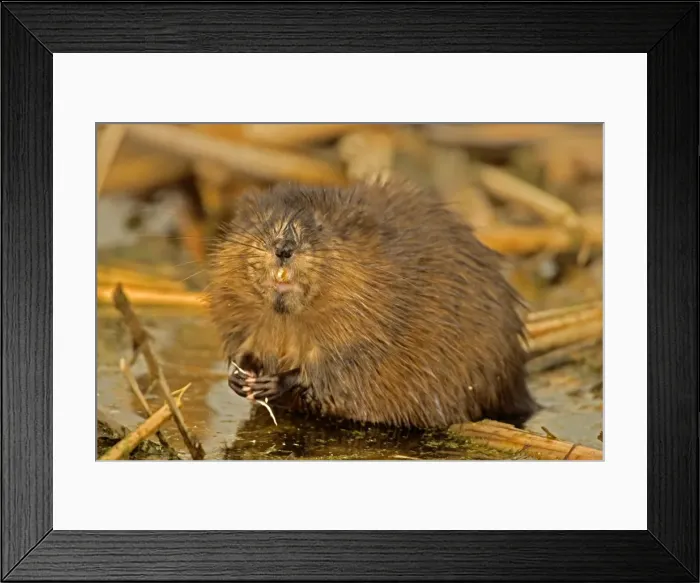 Framed Print : Muskrat - Chiefly aquatic-lives in marshes, edges of ponds, lakes, and streams- moves overland, especially in autumn-feeds on aquatic vegetation, also clams, frogs, and fish on occasion-builds house in shallow water, also burrows in banks Framed Print : Muskrat - Chiefly aquatic-lives in marshes, edges of ponds, lakes, and streams- moves overland, especially in autumn-feeds on aquatic vegetation, also clams, frogs, and fish on occasion-builds house in shallow water, also burrows in banks