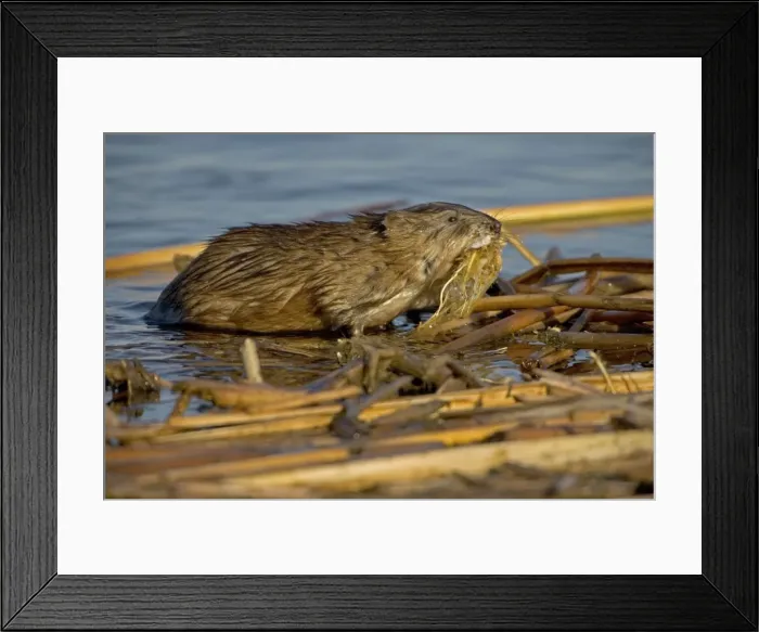 Framed Print : Muskrat - In water, chiefly aquatic-lives in marshes, edges of ponds, lakes, and streams- moves overland, especially in autumn-feeds on aquatic vegetation, also clams, frogs, and fish on occasion-builds house in shallow water, also burrows in banks Framed Print : Muskrat - In water, chiefly aquatic-lives in marshes, edges of ponds, lakes, and streams- moves overland, especially in autumn-feeds on aquatic vegetation, also clams, frogs, and fish on occasion-builds house in shallow water, also burrows in banks