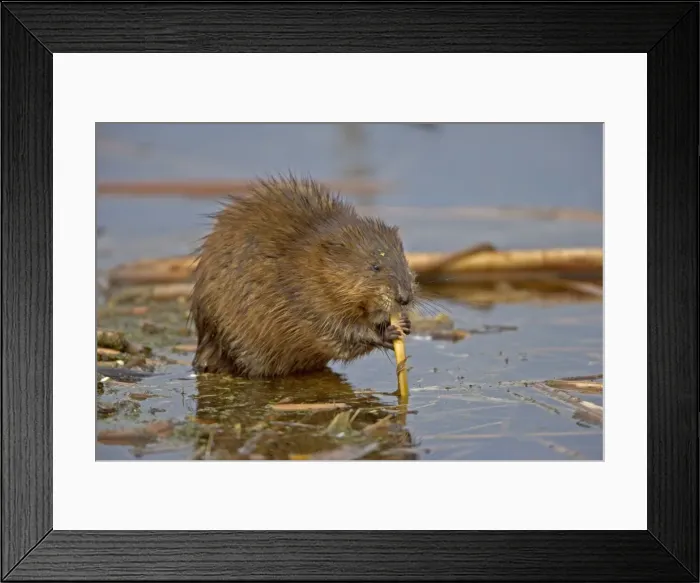 Framed Print : Muskrat - Biting on reed, chiefly aquatic-lives in marshes, edges of ponds, lakes, and streams- moves overland, especially in autumn-feeds on aquatic vegetation, also clams, frogs, and fish on occasion-builds house in shallow water Framed Print : Muskrat - Biting on reed, chiefly aquatic-lives in marshes, edges of ponds, lakes, and streams- moves overland, especially in autumn-feeds on aquatic vegetation, also clams, frogs, and fish on occasion-builds house in shallow water