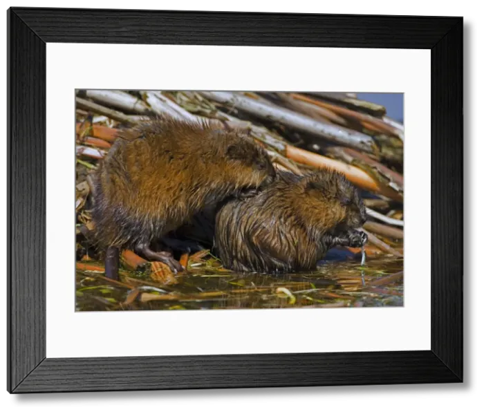 Framed Print : Muskrat - Two together, chiefly aquatic-lives in marshes, edges of ponds, lakes, and streams- moves overland, especially in autumn-feeds on aquatic vegetation, also clams, frogs, and fish on occasion-builds house in shallow water Framed Print : Muskrat - Two together, chiefly aquatic-lives in marshes, edges of ponds, lakes, and streams- moves overland, especially in autumn-feeds on aquatic vegetation, also clams, frogs, and fish on occasion-builds house in shallow water