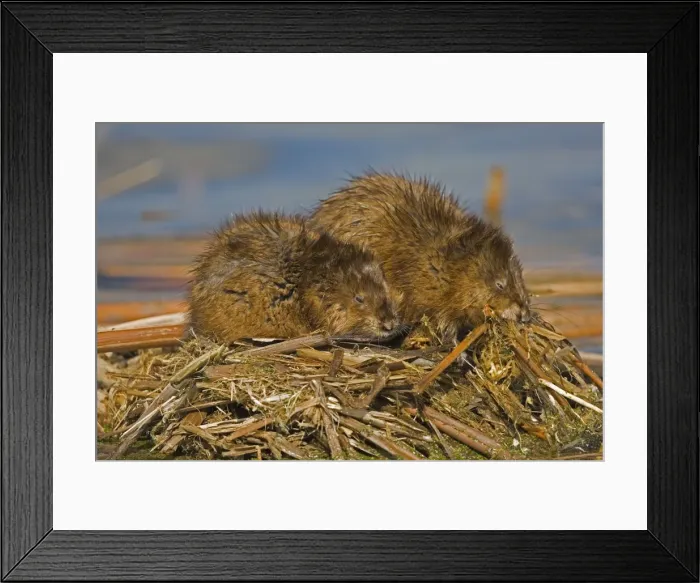 Framed Print : Muskrats - Two together, chiefly aquatic-lives in marshes, edges of ponds, lakes, and streams- moves overland, especially in autumn-feeds on aquatic vegetation, also clams, frogs, and fish on occasion-builds house in shallow water Framed Print : Muskrats - Two together, chiefly aquatic-lives in marshes, edges of ponds, lakes, and streams- moves overland, especially in autumn-feeds on aquatic vegetation, also clams, frogs, and fish on occasion-builds house in shallow water