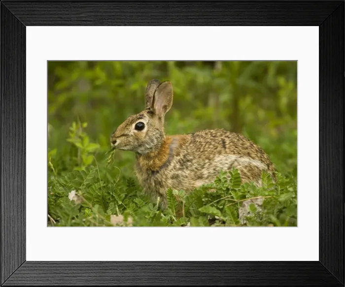 Framed Print : Eastern Cottontail Rabbit -Lives in heavy brush-strips of forest with open areas nearby-edges of swamps and weed patches-Feeds on green vegetation in summer-bark and twigs in winter-Most important game animal. Pennsylvania, USA Framed Print : Eastern Cottontail Rabbit -Lives in heavy brush-strips of forest with open areas nearby-edges of swamps and weed patches-Feeds on green vegetation in summer-bark and twigs in winter-Most important game animal. Pennsylvania, USA