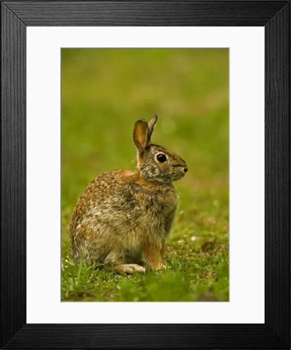 Framed Print : Eastern Cottontail Rabbit - Lives in heavy brush-strips of forest with open areas nearby-edges of swamps and weed patches-Feeds on green vegetation in summer-bark and twigs in winter-Most important game animal. Pennsylvania, USA Framed Print : Eastern Cottontail Rabbit - Lives in heavy brush-strips of forest with open areas nearby-edges of swamps and weed patches-Feeds on green vegetation in summer-bark and twigs in winter-Most important game animal. Pennsylvania, USA