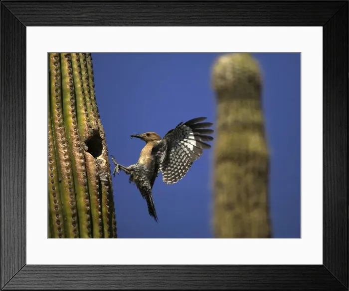 Framed Print : Gila Woodpecker - in flight, entering nest with food in mouth - Feeds on nectar and insects in the Saguaro cactus blossom - helps pollinate cactus - makes holes in Saguaro cactus for their nests which are then used by other birds - common Sonoran Framed Print : Gila Woodpecker - in flight, entering nest with food in mouth - Feeds on nectar and insects in the Saguaro cactus blossom - helps pollinate cactus - makes holes in Saguaro cactus for their nests which are then used by other birds - common Sonoran