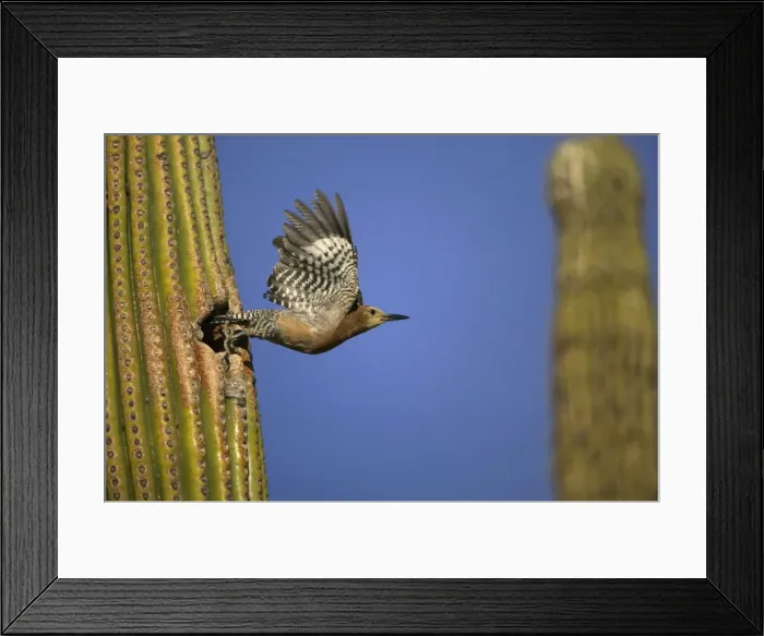 Framed Print : Gila Woodpecker - in flight, leaving nest. Feeds on nectar and insects in the Saguaro cactus blossom - helps pollinate cactus - makes holes in Saguaro cactus for their nests which are then used by other birds - common Sonoran desert Framed Print : Gila Woodpecker - in flight, leaving nest. Feeds on nectar and insects in the Saguaro cactus blossom - helps pollinate cactus - makes holes in Saguaro cactus for their nests which are then used by other birds - common Sonoran desert