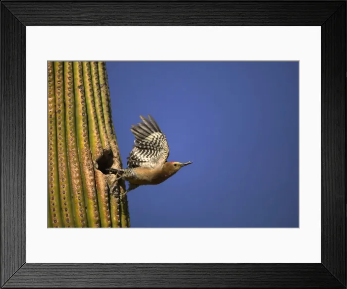 Framed Print : Gila Woodpecker - In flight, leaving nest. Feeds on nectar and insects in the Saguaro cactus blossom - helps pollinate cactus - makes holes in Saguaro cactus for their nests which are then used by other birds - common Sonoran desert Framed Print : Gila Woodpecker - In flight, leaving nest. Feeds on nectar and insects in the Saguaro cactus blossom - helps pollinate cactus - makes holes in Saguaro cactus for their nests which are then used by other birds - common Sonoran desert