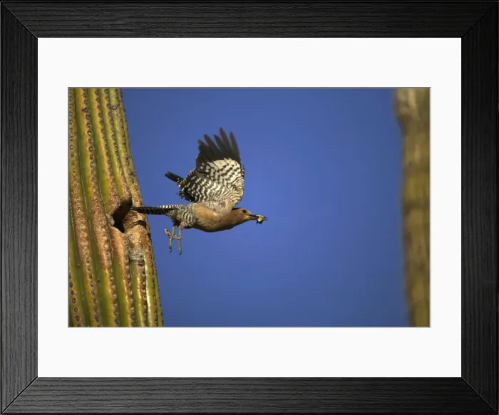 Framed Print : Gila Woodpecker In flight, leaving nest with food in mouth. Feeds on nectar and insects in the Saguaro cactus blossum - helps pollinate cactus - makes holes in Saguaro cactus for their nests which are then used by other birds - common Sonoran desert Framed Print : Gila Woodpecker In flight, leaving nest with food in mouth. Feeds on nectar and insects in the Saguaro cactus blossum - helps pollinate cactus - makes holes in Saguaro cactus for their nests which are then used by other birds - common Sonoran desert