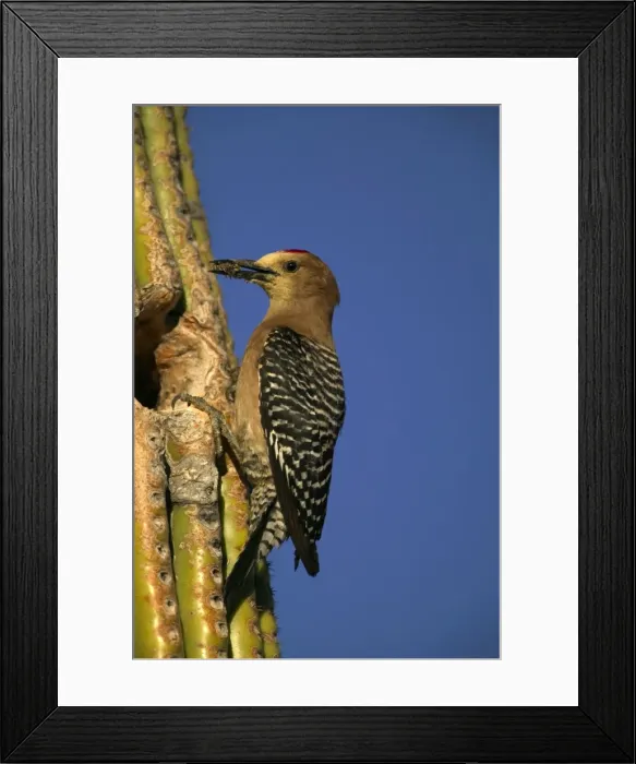 Framed Print : Gila Woodpecker - At nest with food in mouth, Feeds on nectar and insects in the Saguaro cactus blossom - helps pollinate cactus - makes holes in Saguaro cactus for their nests which are then used by other birds - common Sonoran desert
