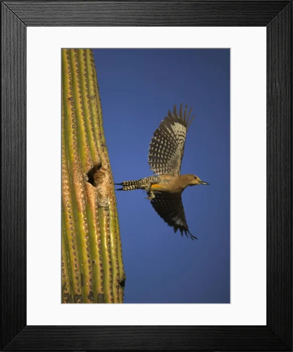 Framed Print : Gila Woodpecker - In flight, leaving nest. Feeds on nectar and insects in the Saguaro cactus blossom - helps pollinate cactus - makes holes in Saguaro cactus for their nests which are then used by other birds - common Sonoran desert Framed Print : Gila Woodpecker - In flight, leaving nest. Feeds on nectar and insects in the Saguaro cactus blossom - helps pollinate cactus - makes holes in Saguaro cactus for their nests which are then used by other birds - common Sonoran desert