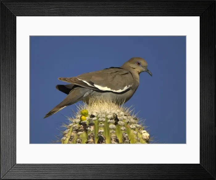 Framed Print : White-winged Dove - Perched on saguaro cactus- Sonoran desert Arizona-feeds on grain-wild seeds-cactus fruits and blossoms Arizona, USA Framed Print : White-winged Dove - Perched on saguaro cactus- Sonoran desert Arizona-feeds on grain-wild seeds-cactus fruits and blossoms Arizona, USA