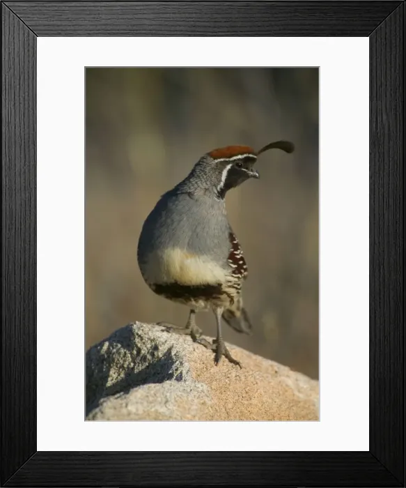 Framed Print : Gambel's Quail - Male-sonoran desert resident-common in desert scrublands and thickets usually near permanent water Arizona, USA E50T7738 Framed Print : Gambel's Quail - Male-sonoran desert resident-common in desert scrublands and thickets usually near permanent water Arizona, USA E50T7738
