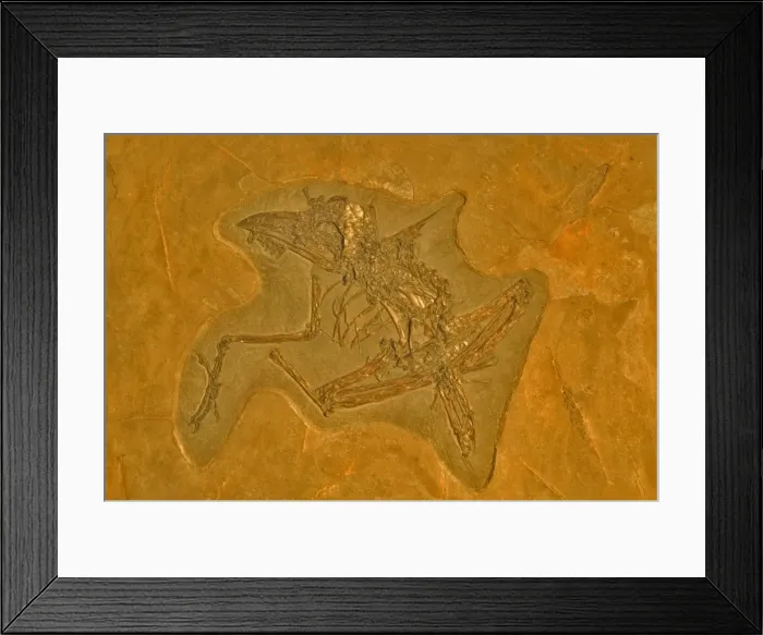 Framed Print : Fossil - Bird - Unknown species. Eocene Green River Formation, Wyoming, USA E50T3926 Framed Print : Fossil - Bird - Unknown species. Eocene Green River Formation, Wyoming, USA E50T3926