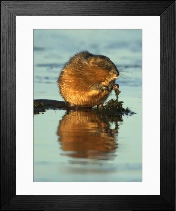 Framed Print : Muskrat - Using hands, on the edge of ice eating aquatic vegetation, Winter Monezuma National Wildlife Refuge, New York, USA E50T4604 Framed Print : Muskrat - Using hands, on the edge of ice eating aquatic vegetation, Winter Monezuma National Wildlife Refuge, New York, USA E50T4604