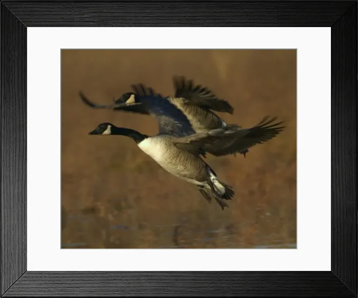 Framed Print : Canda Geese - In flight E50T4904 Framed Print : Canda Geese - In flight E50T4904