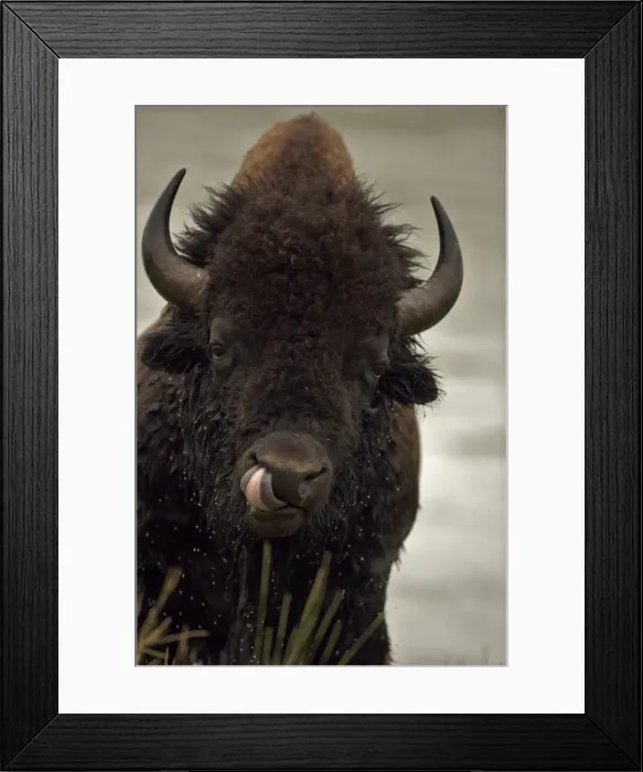 Framed Print : Bison - Wyoming, USA - Male showing tongue - Commonly called buffalo - Males weigh up to 2000 pounds-heaviest land mammal in North America-Nearly went extinct by 1894 due to hunting prompting Congress to pass the National Park Protective Act which Framed Print : Bison - Wyoming, USA - Male showing tongue - Commonly called buffalo - Males weigh up to 2000 pounds-heaviest land mammal in North America-Nearly went extinct by 1894 due to hunting prompting Congress to pass the National Park Protective Act which