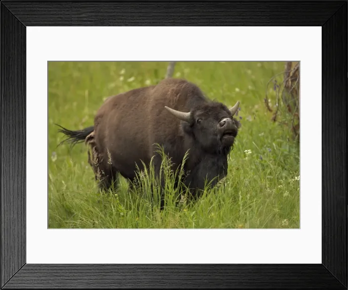 Framed Print : Bison - Wyoming, USA - Male vocalizing (bellowing) during rut - Commonly called buffalo - Males weigh up to 2000 pounds-heaviest land mammal in North America-Nearly went extinct by 1894 due to hunting prompting Congress to pass the National Park Framed Print : Bison - Wyoming, USA - Male vocalizing (bellowing) during rut - Commonly called buffalo - Males weigh up to 2000 pounds-heaviest land mammal in North America-Nearly went extinct by 1894 due to hunting prompting Congress to pass the National Park