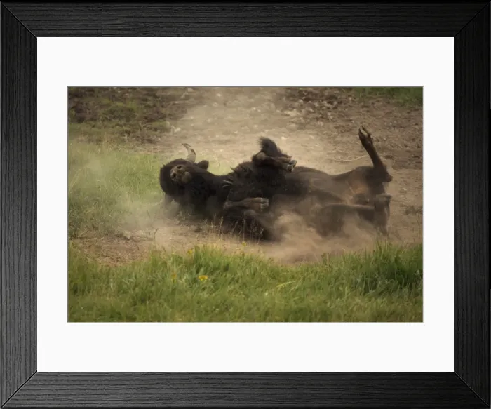 Framed Print : Bison - Wyoming, USA - Male wallowing in dust to control parasites - Commonly called buffalo - Males weigh up to 2000 pounds-heaviest land mammal in North America-Nearly went extinct by 1894 due to hunting prompting Congress to pass the National Framed Print : Bison - Wyoming, USA - Male wallowing in dust to control parasites - Commonly called buffalo - Males weigh up to 2000 pounds-heaviest land mammal in North America-Nearly went extinct by 1894 due to hunting prompting Congress to pass the National