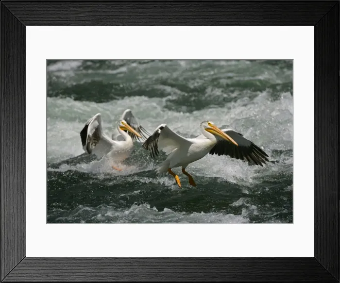 Framed Print : American White Pelicans - Landing in river rapids-Immense bird with 9 foot wingspan-always white with black flight feathers and a yellow-orange or pinkish beak-Catches fish while swimming in small groups-Generally silent away from nesting grounds-At Framed Print : American White Pelicans - Landing in river rapids-Immense bird with 9 foot wingspan-always white with black flight feathers and a yellow-orange or pinkish beak-Catches fish while swimming in small groups-Generally silent away from nesting grounds-At