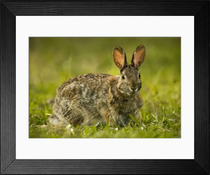 Framed Print : Eastern Cottontail Rabbit - Pennsylvania, USA -Lives in heavy brush-strips of forest with open areas nearby-edges of swamps and weed patches-Feeds on green vegetation in summer-bark and twigs in winter-Most important game animal Framed Print : Eastern Cottontail Rabbit - Pennsylvania, USA -Lives in heavy brush-strips of forest with open areas nearby-edges of swamps and weed patches-Feeds on green vegetation in summer-bark and twigs in winter-Most important game animal